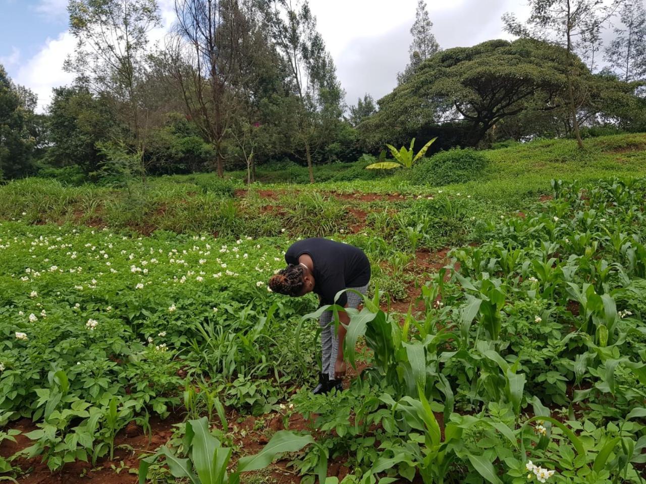 Karen Little Paradise Nairobi Luaran gambar